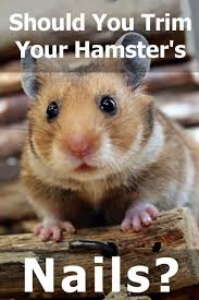 The campbell hamster is a curious little creature and very easy to handle. Should You Trim Your Hamster S Nails And How To Do That Safely Hamsters 101