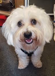 Harry a 2o month old Cotonese, a Coton de tulear x Maltese came in for a  harnes fitting so hes ready for his training with People and dogs Training,  we tried on