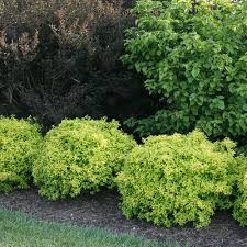 Image result for Barberry