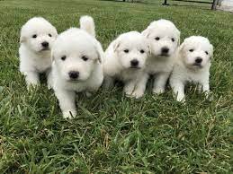 They may be slightly difficult to train; Litter Of 9 Great Pyrenees Puppies For Sale In Archbold Oh Adn 39475 On Puppyfinder Com Gender Male S Great Pyrenees Puppy Pyrenees Puppies Great Pyrenees