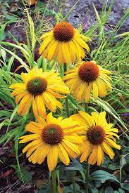 24 Varieties Of Coneflower Flowers Perennials Rare Flowers Plants