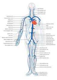 They are the site for exchange of gases, nutrients and waste between circulation and body tissues. 7 4 Blood Vessels Biology Libretexts
