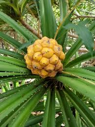 Image result for Pandanus candelabrum