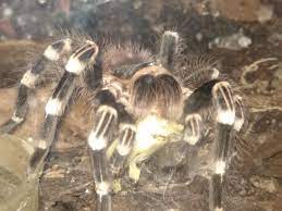 The most convenient thing is that you listen to the audio several times and try to identify the words you know, so that by context you can understand the rest. My A Geniculata Beetlejuice Feasting On A Locust Tarantulas