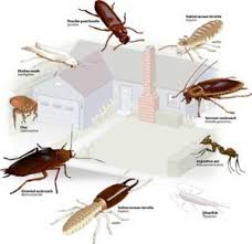 Alta-Loma-CA-91730-Emergency-Termite-Pest-Control-Kill-Bugs-Ants ...