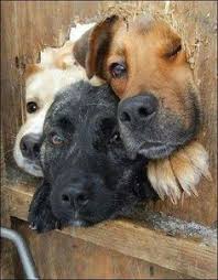 3 Dogs Picture From Unknown Origin Hayvan Komik Hayvan Fotograflari Hayvan Haklari