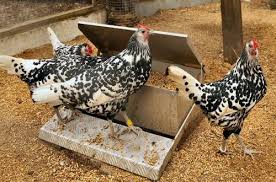 Maybe you would like to learn more about one of these? Hamburg Chooks