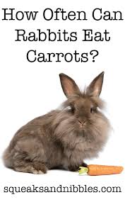 Yes, you can eat carrots every day. Can Rabbits Eat Carrots Daily Or Just As A Special Treat