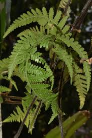 Image result for Dennstaedtiaceae