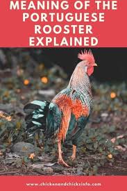 Blank walls suck, so bring some life to your dorm, bedroom, office, studio, wherever,printed on 185gsm semi gloss poster paper. Portuguese Rooster Meaning Explained Chicken Chicks Info