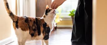 So, in our example above we found that whiskers should be eating about 259 calories per day. A No Nonsense Guide To Feeding Overweight Cats Wellness Pet Food