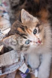 Mavi Gozlu Yavru Kedi Stok Fotograflari Freeimages Com