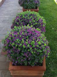 Maybe you would like to learn more about one of these? Impressive 38 The Best Central Texas Landscaping Ideas For Garden Landscaping Plants Full Sun Landscaping Front Yard Landscaping
