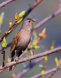 Sabia Barranco Sabia Barranqueira Capoeirao Sabia De Cabeca Cinza Sabia Fogueteiro Sabia Branco Ou Sabia Par Lindas Paisagens Passaro Trinca Ferro Passaro