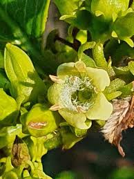 Image result for Vangueria