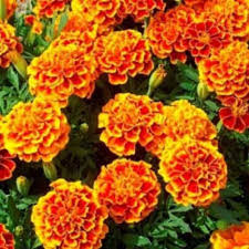 If you've thrown away your peonies when they start to fade. French Marigold Orange Plant Nature Rabbit