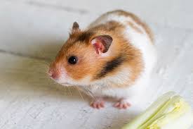Syrian hamsters can come in many different colors including, gray, black, yellow, red or a mixture of several different colors. Dominant Spot Syrian Hamster