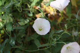 Image result for Convolvulus arvensis