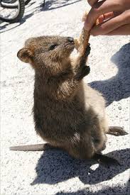 Feeding A Quokka Officially On My Bucketlist With Images Quokka Happy Animals Animals Beautiful