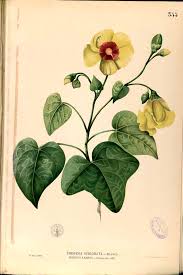 Image result for Thespesia