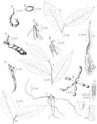 Image result for Xylopia acutiflora