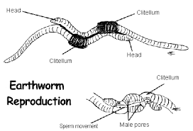 Check spelling or type a new query. Earthworms