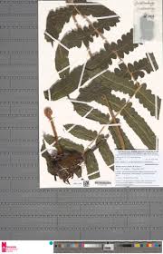 Image result for Blotiella currorii