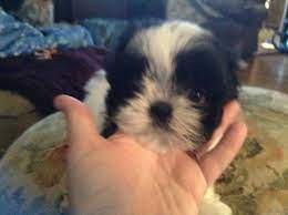 Find the perfect puppy for you and your family. Tiny Shih Tzu Puppies For Sale In Statesville North Carolina Classified Americanlisted Com