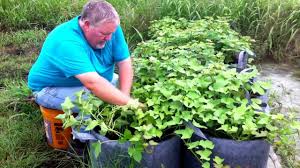 Before transplanting your sweet potatoes, keep young plants in a bright, sunny windowsill, far away from frost until your sweet potatoes require full sun throughout a day, but they also need partial shade afternoon, especially if you live in a hot, dry area. Grow Bag Sweet Potatoes Youtube