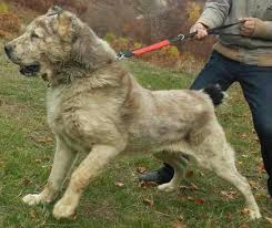 Pin By Julie Jones On Dogs Alabai Dog Kangal Dog Dogs