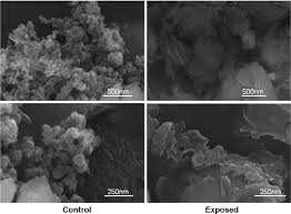The virus was isolated from a patient in the u.s. Scanning Electron Microscope Images Of Waterborne Ms2 Viruses Treated Download Scientific Diagram