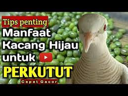 Check spelling or type a new query. Manfaat Kacang Ijo Untuk Perkutut Penting Youtube