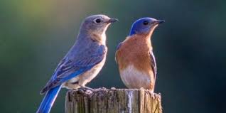 Backyard Birds Of Central Florida Central Florida Backyard Bird Identification Backyard Birds Bird Identification Bird