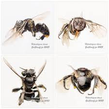 These bees are naturally found throughout honey from different subspecies of stingless bees make various types of honey. Heterotrigona Itama Meliponine Stingless Bee Kelulut Stingless Bees Bee Native Bees