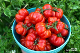 By the time the onions. How Far Apart To Plant Tomatoes In A Vegetable Garden