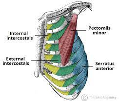 On a muscular person when the muscles stretch. Thoracic Muscles Attachments Actions Teachmeanatomy