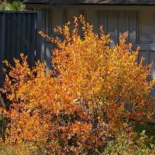 Image result for Tristachya superba