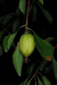 Image result for Catunaregam