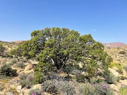 Image result for Ozoroa nitida