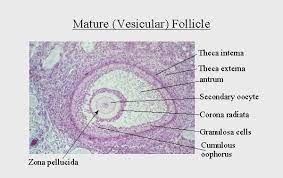 One type of simple cyst, which is the most common type of ovarian cyst, is the follicular cyst of ovary, or graafian follicle cyst, or follicular cyst. 31 The Anatomy Histology And Development Of The Ovary Anatomy And Physiology Anatomy Ovaries