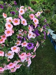 Image result for foto Million Bells