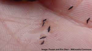 Ensure to spray both sides of the leaves and into the flowering heads. Thrips On Plants Effective Ways To Get Rid Of Thrips