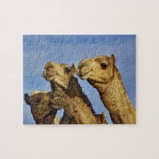 Check spelling or type a new query. Camel Jigsaw Puzzles Zazzle