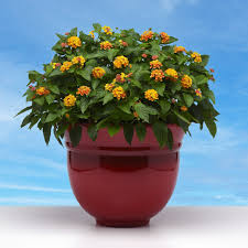 Image result for Lantana ukambensis