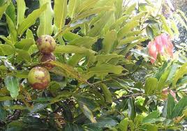 Image result for Diospyros