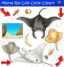 Manta Ray Life Cycle Clipart Set Download Clipart 4 School Life Cycles Kindergarten Life Cycles Clip Art