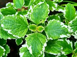 Image result for Erythrina madagascariensis