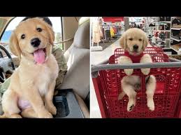 Find out how you can get your name on the list to reserve a puppy from an upcoming litter. Funniest Cutest Golden Retriever Puppies 39 Funny Puppy Videos 2019 Youtube