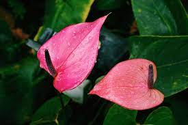 The 16 prettiest and most colorful indoor flowering plants. 12 Tropical Plants For Growing Indoors
