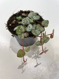 Image result for Ceropegia albipilosa